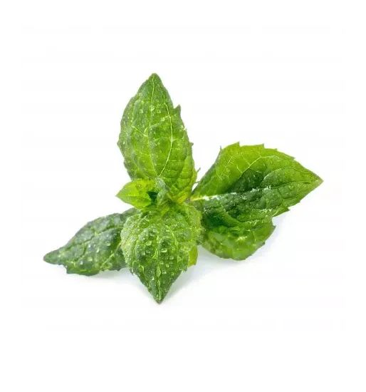VERITABLE Recharge jardin d'intérieur Veritable Menthe Verte Bio
