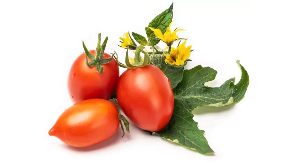 VERITABLE Recharge jardin d'intérieur Veritable Mini tomate rouge