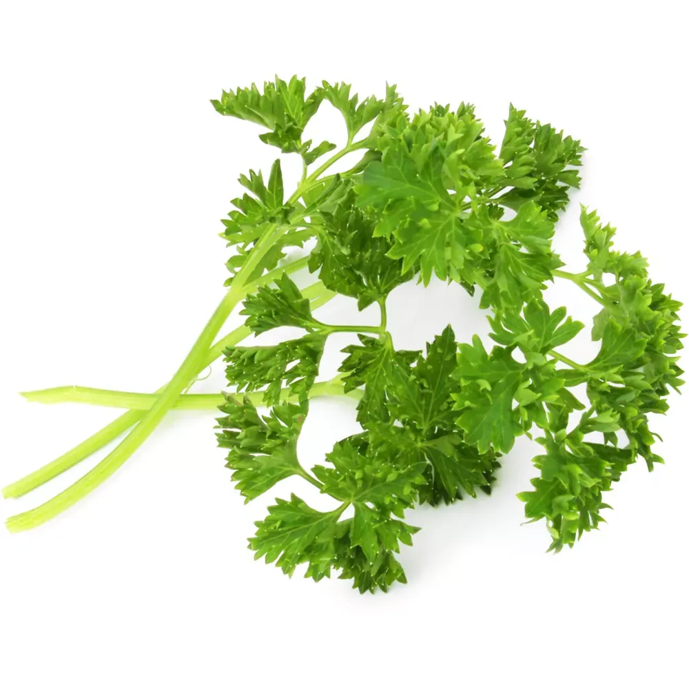 VERITABLE Recharge Jardin d'intérieur - Persil Frisé BIO