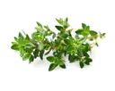Click & Grow Recharge Smart Garden - Thym