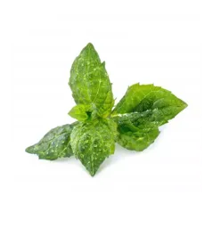 VERITABLE Recharge jardin d'intérieur Veritable Menthe Verte Bio