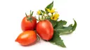 VERITABLE Recharge jardin d'intérieur Veritable Mini tomate rouge