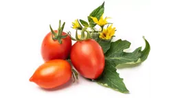 VERITABLE Recharge jardin d'intérieur Veritable Mini tomate rouge