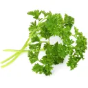 VERITABLE Recharge Jardin d'intérieur - Persil Frisé BIO